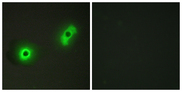 CABLES2 Antibody - Immunofluorescence analysis of A549 cells, using Ik3-2 Antibody. The picture on the right is blocked with the synthesized peptide.