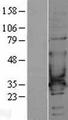 CACNG6 Protein - Western validation with an anti-DDK antibody * L: Control HEK293 lysate R: Over-expression lysate