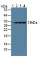 CALB2 / Calretinin Antibody - Western Blot; Sample: Lane1: Human Serum; Lane2: Porcine Brain Tissue; Lane3: Mouse Brain Tissue; Lane4: Rat Brain Tissue.