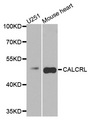 CALCRL / CGRP Receptor Antibody - Western blot analysis of extracts of various cells.