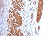 Calponin Antibody - Formalin-fixed, paraffin-embedded rat uterus stained with anti-Calponin antibody (CNN1/832).  This image was taken for the unmodified form of this product. Other forms have not been tested.