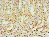 CAMK1G / CaMKI gamma Antibody - Immunohistochemistry of paraffin-embedded human paranephros using antibody at 1:100 dilution.