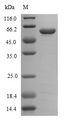 flaA Protein - (Tris-Glycine gel) Discontinuous SDS-PAGE (reduced) with 5% enrichment gel and 15% separation gel.