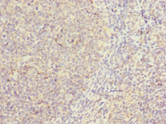 CAMSAP2 Antibody - Immunohistochemistry of paraffin-embedded human tonsil tissue at dilution 1:100