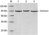 CANX / Calnexin Antibody - Lane 1: HeLa cell lysate. Lane 2: HepG2 cell lysate. Lane 3: HEK293 cell lysate. Western blot of cell lysates using 1 ug/ml Rabbit Anti-Calnexin Polyclonal Antibody. The signal was developed with IRDye 800 Conjugated Goat Anti-Rabbit IgG.