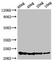 Carbon storage regulator Antibody - Western Blot Positive WB detected in Recombinant protein All lanes: csrA antibody at 3.4µg/ml Secondary Goat polyclonal to rabbit IgG at 1/50000 dilution Predicted band size: 23 kDa Observed band size: 23 kDa