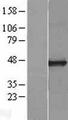 Carboxypeptidase O / CPO Protein - Western validation with an anti-DDK antibody * L: Control HEK293 lysate R: Over-expression lysate