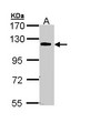 CARD10 / CARMA3 Antibody - Sample (30 ug of whole cell lysate). A: 293T. 7.5% SDS PAGE. CARD10 antibody diluted at 1:1000. 