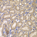 CARD10 / CARMA3 Antibody - Immunohistochemistry of paraffin-embedded mouse kidney tissue.