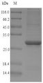 Papain Protein - (Tris-Glycine gel) Discontinuous SDS-PAGE (reduced) with 5% enrichment gel and 15% separation gel.