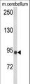 CASD1 Antibody - Western blot of CASD1 Antibody in mouse cerebellum tissue lysates (35 ug/lane). CASD1 (arrow) was detected using the purified antibody.