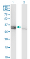 CASP1 / Caspase 1 Antibody - Western blot of CASP1 expression in transfected 293T cell line by CASP1 monoclonal antibody (M01), clone 3D2.