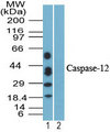 CASP12 / Caspase 12 Antibody - Western blot of Caspase-12 in mouse skeletal muscle lysate in the 1) absence and 2) presence of immunizing peptide using Peptide-affinity Purified Polyclonal Antibody to Caspase-12 at 0.25 ug/ml. Goat anti-rabbit Ig HRP secondary antibody, and PicoTect ECL substrate solution, were used for this test.