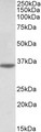CASP12 / Caspase 12 Antibody - CASP12 antibody (0.5 ug/ml) staining of Human Heart lysate (35 ug protein in RIPA buffer). Primary incubation was 1 hour. Detected by chemiluminescence.