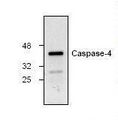 CASP4 / Caspase 4 Antibody - Western blot of Caspase 4 antibody.