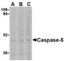 CASP5 / Caspase 5 Antibody - Western blot of caspase-5 in Ramos cells with caspase-5 antibody at (A) 0.5, (B) 1, and (C) 2 ug/ml.