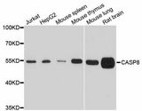 CASP8 / Caspase 8 Antibody - Western blot analysis of extracts of various cell lines, using Casp8 antibody at 1:1000 dilution. The secondary antibody used was an HRP Goat Anti-Rabbit IgG (H+L) at 1:10000 dilution. Lysates were loaded 25ug per lane and 3% nonfat dry milk in TBST was used for blocking. An ECL Kit was used for detection and the exposure time was 90s.