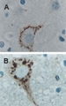 CASP9 / Caspase 9 Antibody - IHC of Caspase-9 expression in formalin-fixed, paraffin-embedded mouse brain tissue sections using Polyclonal Antibody to Caspase-9 at 1:2000. Hematoxylin-Eosin counterstain. A: Brain striatum. B: Brain stem motor neuron.