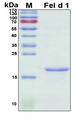 Allergen Fel d 4 Protein - SDS-PAGE under reducing conditions and visualized by Coomassie blue staining