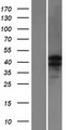 CATSPER3 Protein - Western validation with an anti-DDK antibody * L: Control HEK293 lysate R: Over-expression lysate
