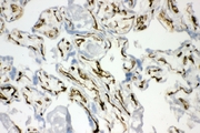 CAV2 / Caveolin 2 Antibody - IHC analysis of Caveolin-2 using anti-Caveolin-2 antibody. Caveolin-2 was detected in frozen section of human placenta tissues. Heat mediated antigen retrieval was performed in citrate buffer (pH6, epitope retrieval solution) for 20 mins. The tissue section was blocked with 10% goat serum. The tissue section was then incubated with 1µg/ml rabbit anti-Caveolin-2 Antibody overnight at 4°C. Biotinylated goat anti-rabbit IgG was used as secondary antibody and incubated for 30 minutes at 37°C. The tissue section was developed using Strepavidin-Biotin-Complex (SABC) with DAB as the chromogen.