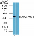 CBFA1 / RUNX2 Antibody - Western blot of human RUNX2in Saos-2 cell lysate in the 1) absence and 2) presence of immunizing peptide using antibody at2 ug/ml.