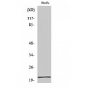 CBLN1 / Cerebellin 1 Antibody - Western blot of Cerebellin 1 antibody