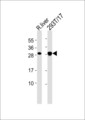 CBLN4 / Cerebellin 4 Antibody - All lanes : Anti-Cerebellin 4 Antibody at 1:1000 dilution Lane 1: rat liver lysates Lane 2: 293T/17 whole cell lysates Lysates/proteins at 20 ug per lane. Secondary Goat Anti-Rabbit IgG, (H+L),Peroxidase conjugated at 1/10000 dilution Predicted band size : 22 kDa Blocking/Dilution buffer: 5% NFDM/TBST.