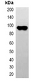CBP Tag Antibody - Western blot analysis of over-expressed CBP-tagged protein in 293T cell lysate.