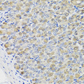CBR3 Antibody - Immunohistochemistry of paraffin-embedded mouse stomach tissue.