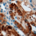 CBS Antibody - Immunohistochemical analysis of CBS staining in mouse kidney formalin fixed paraffin embedded tissue section. The section was pre-treated using heat mediated antigen retrieval with sodium citrate buffer (pH 6.0). The section was then incubated with the antibody at room temperature and detected using an HRP conjugated compact polymer system. DAB was used as the chromogen. The section was then counterstained with hematoxylin and mounted with DPX.