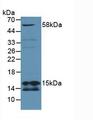 CBT1 / SDHD Antibody - Western Blot; Sample: Mouse Lung Tissue.