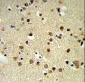 CBX1 / HP1 Beta Antibody - CBX1 Antibody IHC of formalin-fixed and paraffin-embedded brain tissue followed by peroxidase-conjugated secondary antibody and DAB staining.