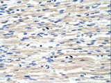 CBX6 Antibody - CBX6 antibody ARP39073_T100-NP_055107-CBX6 (chromobox homolog 6) Antibody was used in IHC to stain formalin-fixed, paraffin-embedded human muscle.  This image was taken for the unconjugated form of this product. Other forms have not been tested.