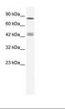 CBX8 Antibody - HepG2 Cell Lysate.  This image was taken for the unconjugated form of this product. Other forms have not been tested.