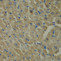 CCBL1 Antibody - Immunohistochemistry of paraffin-embedded mouse heart.