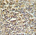 CCDC101 Antibody - SGF29 Antibody IHC of formalin-fixed and paraffin-embedded human spleen tissue followed by peroxidase-conjugated secondary antibody and DAB staining.