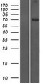 CCDC116 Protein - Western validation with an anti-DDK antibody * L: Control HEK293 lysate R: Over-expression lysate