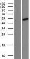 CCDC121 Protein - Western validation with an anti-DDK antibody * L: Control HEK293 lysate R: Over-expression lysate