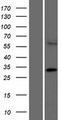 CCDC122 Protein - Western validation with an anti-DDK antibody * L: Control HEK293 lysate R: Over-expression lysate