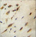 CCDC134 Antibody - CCDC134 Antibody immunohistochemistry of formalin-fixed and paraffin-embedded human brain tissue followed by peroxidase-conjugated secondary antibody and DAB staining.