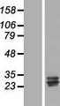 CCDC134 Protein - Western validation with an anti-DDK antibody * L: Control HEK293 lysate R: Over-expression lysate