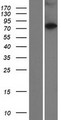 CCDC138 Protein - Western validation with an anti-DDK antibody * L: Control HEK293 lysate R: Over-expression lysate