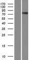 CCDC142 Protein - Western validation with an anti-DDK antibody * L: Control HEK293 lysate R: Over-expression lysate