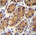 CCDC153 Antibody - CCDC153 Antibody immunohistochemistry of formalin-fixed and paraffin-embedded human stomach tissue followed by peroxidase-conjugated secondary antibody and DAB staining.