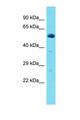 CCDC174 Antibody - Western blot of Rat Pancreas. Ccdc174 antibody dilution 1.0 ug/ml.  This image was taken for the unconjugated form of this product. Other forms have not been tested.