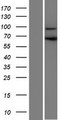 CCDC178 / C18orf34 Protein - Western validation with an anti-DDK antibody * L: Control HEK293 lysate R: Over-expression lysate
