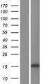 CCDC179 Protein - Western validation with an anti-DDK antibody * L: Control HEK293 lysate R: Over-expression lysate