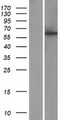 CCDC183 / KIAA1984 Protein - Western validation with an anti-DDK antibody * L: Control HEK293 lysate R: Over-expression lysate