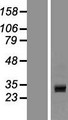 CCDC24 Protein - Western validation with an anti-DDK antibody * L: Control HEK293 lysate R: Over-expression lysate